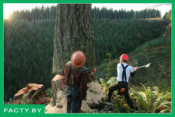 Современная профессия лесоруба Лесоруб сейчас