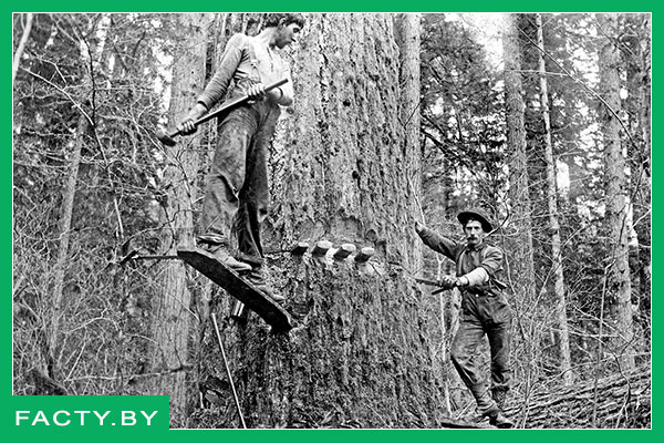 Лесорубы в истории История лесорубов и дровосеков