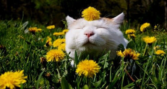 Кошка хорошо различает запахи