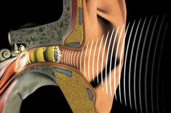 Ушная раковина, правое ухо слышит лучше чем левое