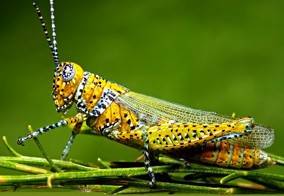 Кузнечик все слышит лапами
