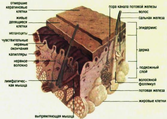 Таблица состава человеческой кожи