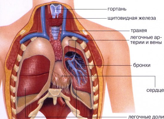 Так устроены человеческие легкие