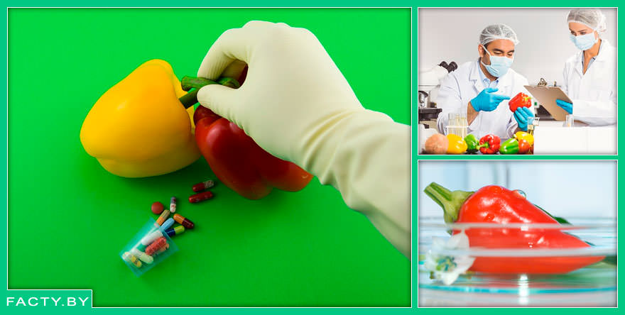 Интересные факты о ГМО продуктах