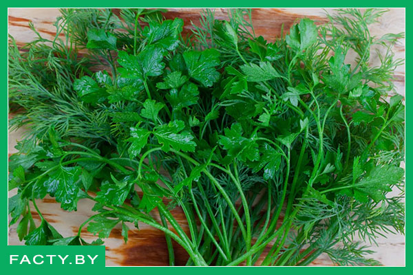 Петрушка свежая