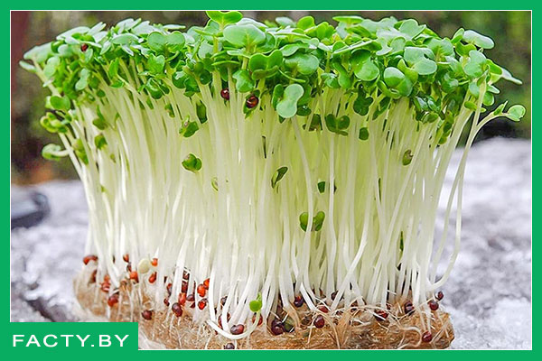 Кресс-салат