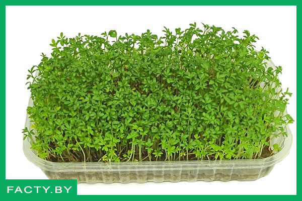 Микрозелень в питательном грунте купить
