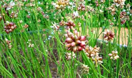 Чеснок выводит вредные вещества из организма