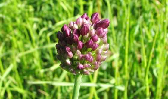 Дикий чеснок который окультурили люди