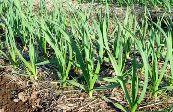 Чеснок спасает от чумы