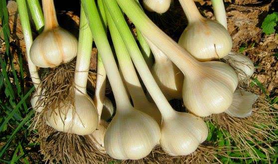 Целебный чеснок