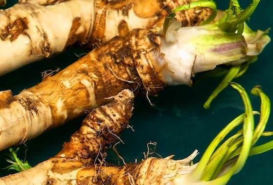 Хрен - многолетнее травянистое растение, с мясистым корнем