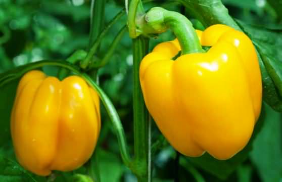 Сладкий перец - низкокалорийный продукт