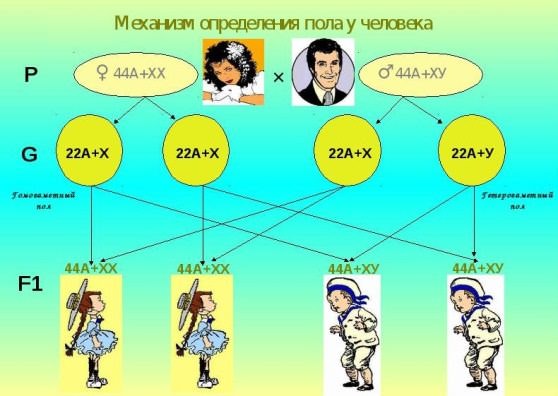 Механизм определения пола у человека