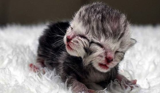 Котенок у которого две головы