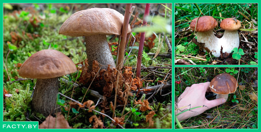 Белый гриб (боровик) — король леса и главный герой тихой охоты