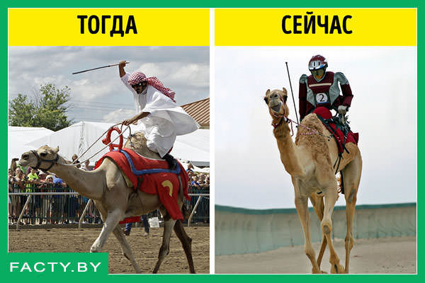 Гонки на верблюдах