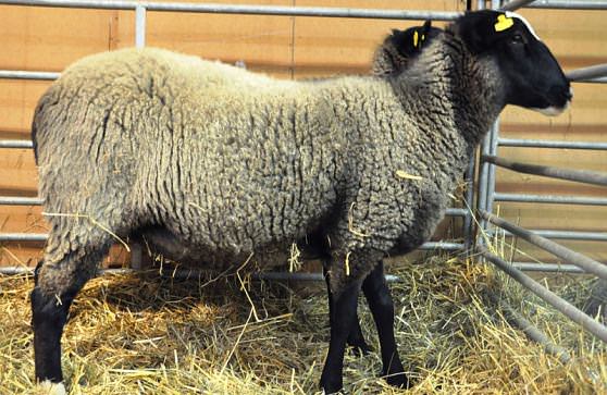 В Чехии очень любят животных