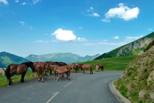 Лошади на дорогах Франции