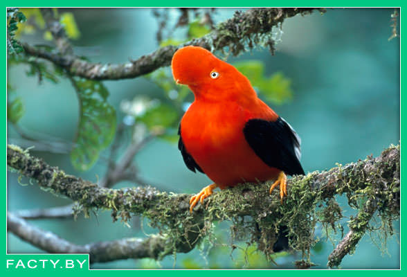 Перуанский скальный петушок - Rupicola peruviana