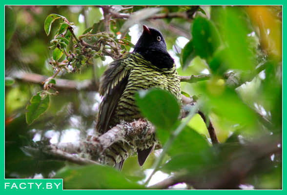 Полосатый манакиновый плодоед - "Pipreola arcuata"