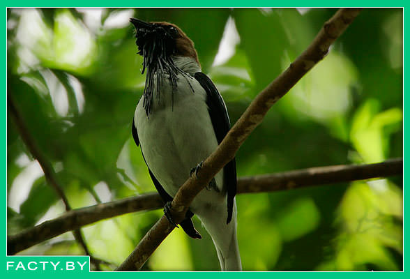 Чернокрылый звонарь - "Procnias averano"