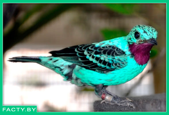 Ошейниковая котинга - "Spangled Cotinga"