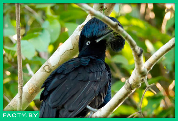 Подсемейство Манакины (Piprinae)