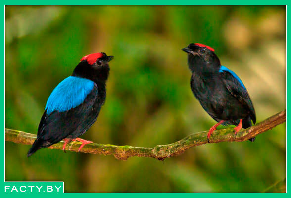 Синеспинный красноногий манакин - "Chiroxiphia pareola"