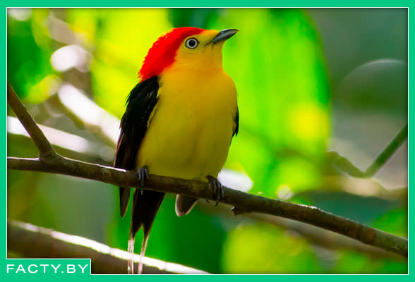 Нитехвостая пипра - "Pipra filicauda"