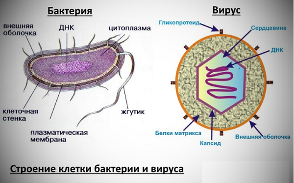 Строение вирусов