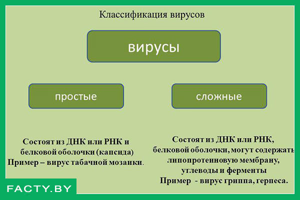 Классификация вирусов