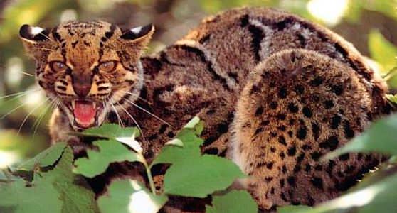 Мраморная кошка 
