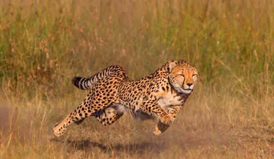 Гепард «Acinonyx jubatus»