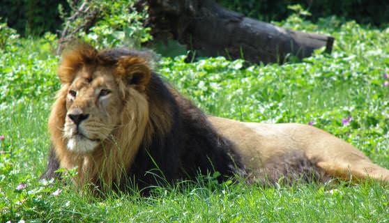 Львы «Panthera leo»
