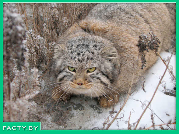 Амурский кот, обитающий в лесной зоне