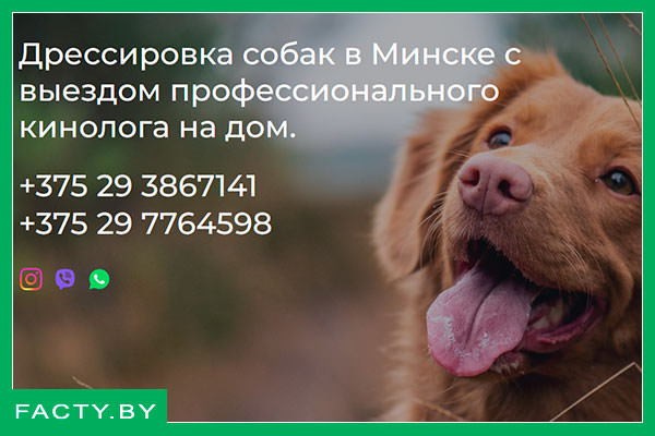 Дрессировка собак с выездом кинолога на дом