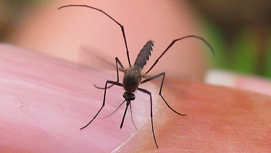Комар впивает жало в человека