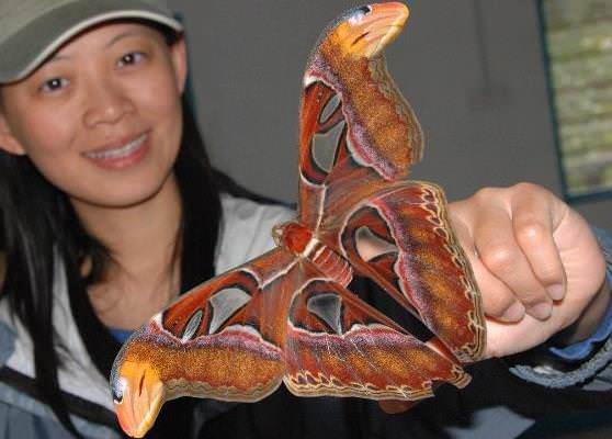 самая крупная по своим размерам бабочка Attacus altas
