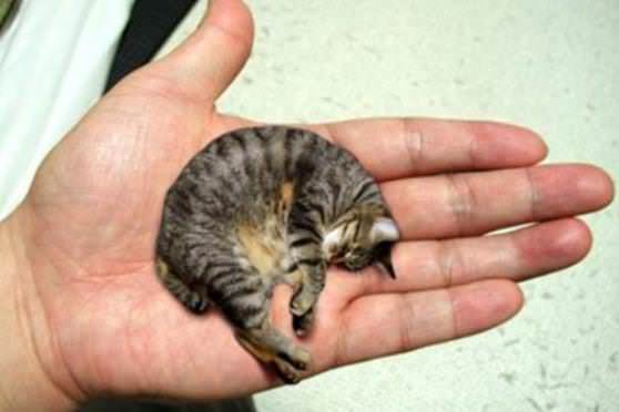 Самый маленький кот