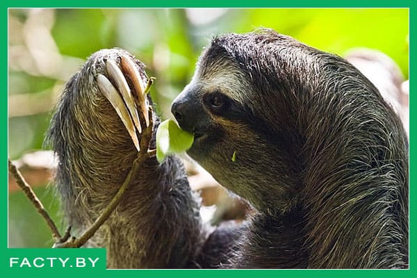 Трёхлапый ленивец