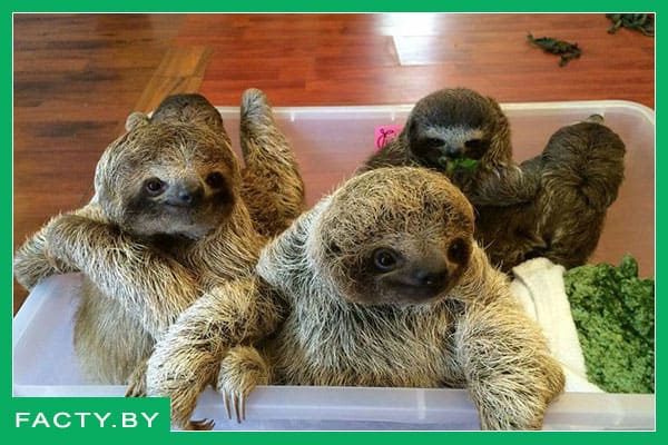 Малыши ленивца