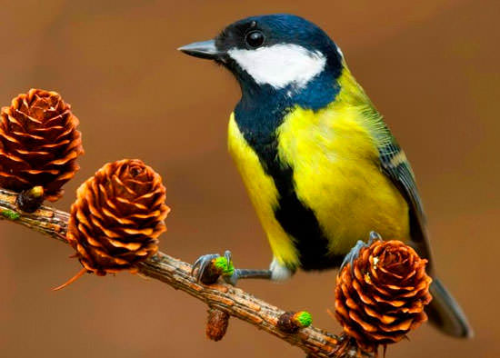 Синица с милыми глазами