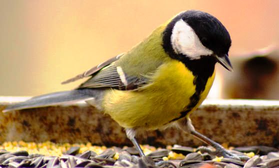 Синица ест семечки