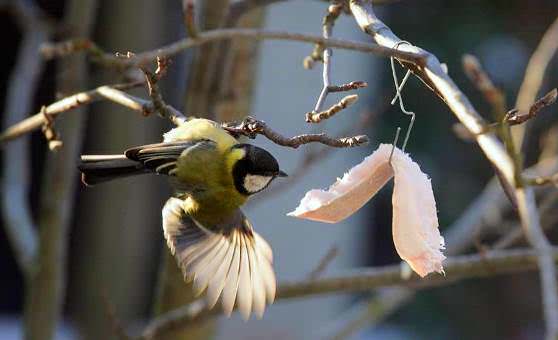 Синица есть зимой корм который дает ей человек