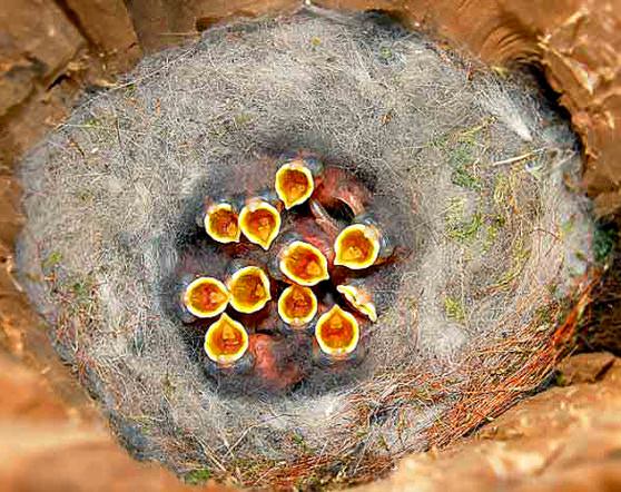 Голодные птенцы синицы