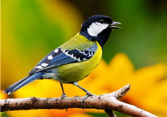 Синицы не делают гнезда