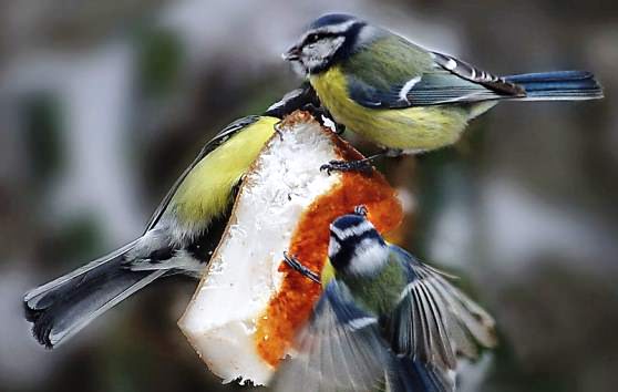 Синицы едят белый хлеб