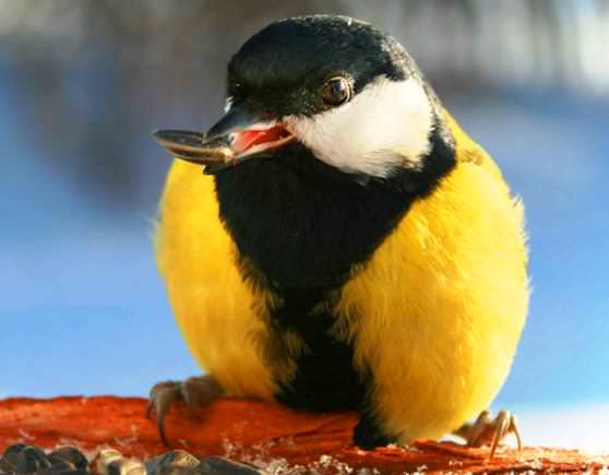 Синицы сильно верещат