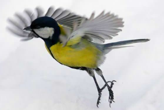Синица машет крыльями